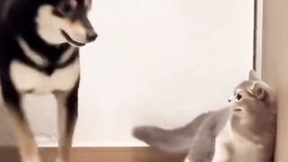 Funny Cats Being Weird and Hilarious Moments ????