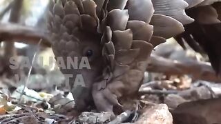 The World's Only Scaly Mammal????️ Meet the Pangolin: Nature’s Living Shield ????