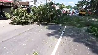 Indonesian_Arborist The roads are already congested, so we have to speed up the cutting rate.