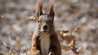 You Won’t Believe What Squirrels Do After Hiding Their Food… ????