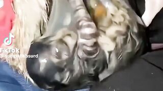 amelia zet dua puluh empat