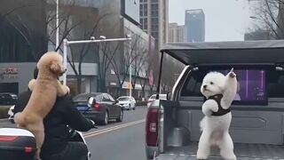I met two adorable little puppies on the street ????