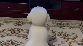 Adorable Pets Enter the Spiritual Realm