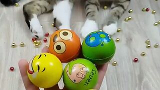 Balls ???????? Cat Barsik Reverse Video #funnyreversecat #cat #catfunny #funny #funnyreverse #kitten