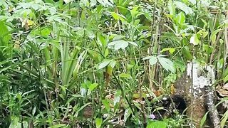 rain in the afternoon