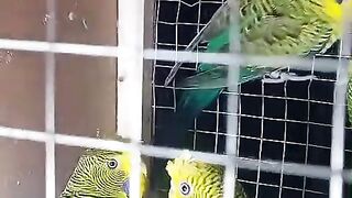 Green parrotts budgies