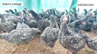 Beautiful chicken chargan