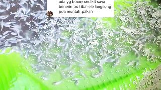 Ikan lele MUNTAH PAKAN jangan PANIK lakukan cara ini