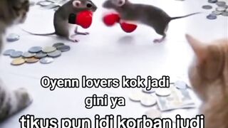 Parah sih oyen nihh???? - Tigerasia88