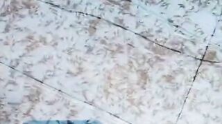 Pakan ALTERNATIF pengganti CACING SUTERA 2