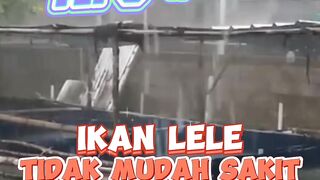 Cara MUDAH agar ikan lele gak GAMPANG SAKIT
