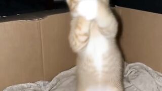 Cat mania