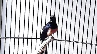 Kicauan burung murai batu