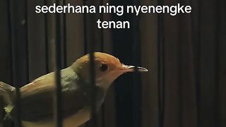 Kicauan burung prenjak tamu jawa