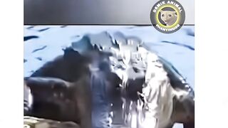 funny videos 457