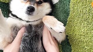 cute dog care