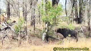 Watch how nature works beyond speed, where every hunt is a battle of life and death.