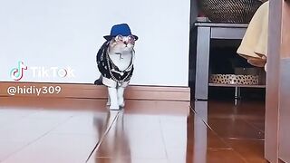 Funny Cat 89