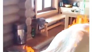 Funny videos ???? 38