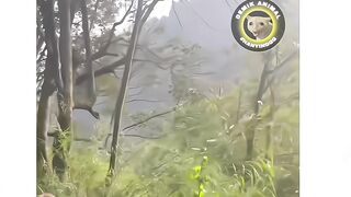 funny videos 458