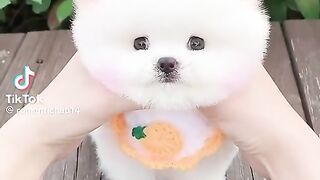So Cute Dog Babies