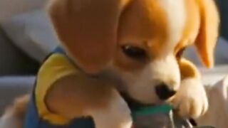 Poor Puppy Cried Over Torn Bag… Mom’s Love Will Melt You
