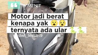 Saat Motor Jadi Tempat Berlindung Satwa Liar