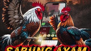 AGEN SABUNG AYAM | SABUNG AYAM ONLINE | DAFTAR SV388 | ARENABET88
