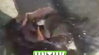 Manfaat KAKABAN untuk pemijahan lele