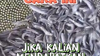 Jika mendapatkan BIBIT LELE TUA apakah masih bisa BESAR❓