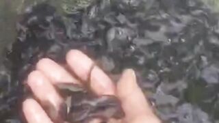 Hanya 10-15 hari dari MENETAS sampai BIBIT ukuran 3-4cm dengan CARA INI