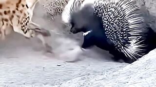 Porcupine Turns a Hyena Ambush Into Chaos #wildlife #viralreels #procupine #huena #ambush #chaos