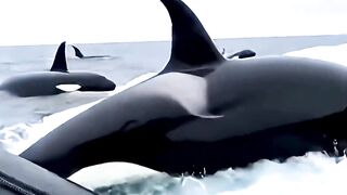 Seal saves her pup from an orca! #sealion #seal #orca #shark