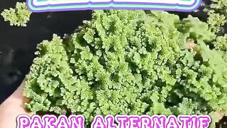 AZOLLA pakan alternatif MURAH meriah