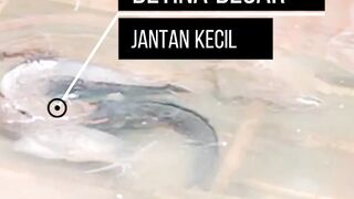 induk betina BESAR induk JANTAN kecil apakah BISA dipijahkan❓