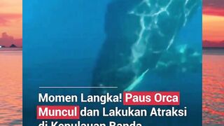 wih langka nih der paus orca mampir ke laut banda
