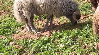 Beautiful Pastoral Life: Nature’s Peace ????????