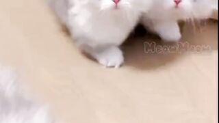 kucing lucu 17