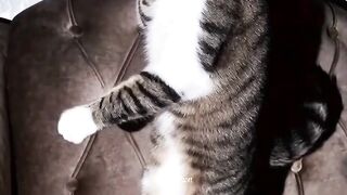Kucing lucu dan ngakak
