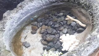 Kolam mini dari pot bekas