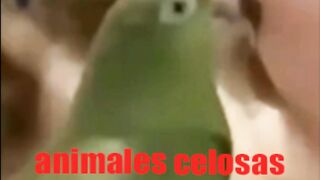 have fun with animals