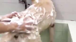 Smart Dogs - Impressive Tricks and Smartest Responses From These Cute Pups