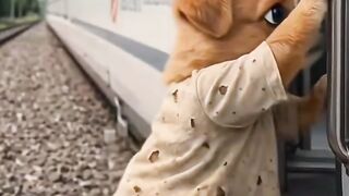 Must watch till the end - Viral Video