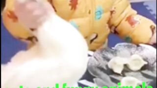 FUNNY ANIMAL VIDEO 2