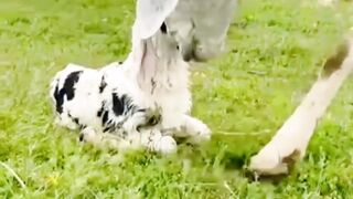 Pure Love: A Mother’s Touch ❤️