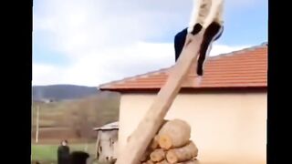 Funny videos 748