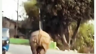 Funny videos 751