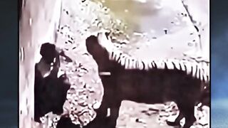 Melompat kedalam kandang Harimau