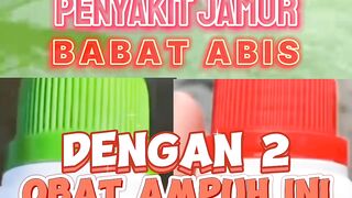 Penyakit JAMUR pada ikan lele SEMBUH total dengan cara ini