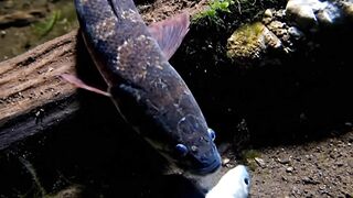 Fishhh
